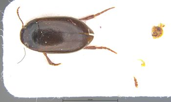 Media type: image;   Entomology 6026 Aspect: habitus dorsal view